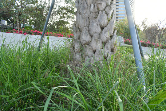 海边公园里的绿树根