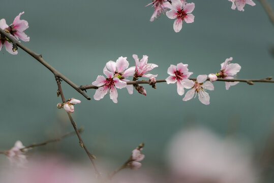 桃花盛开春意浓