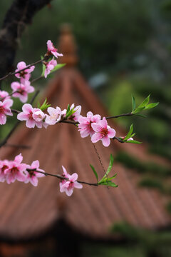 桃花盛开春意浓