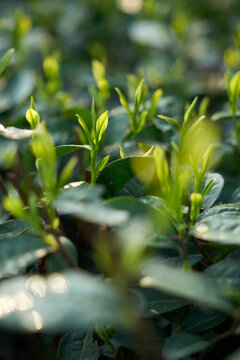 茶树新芽