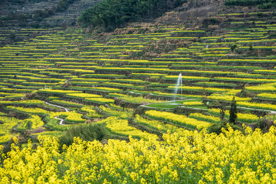 覆卮山油菜花梯田