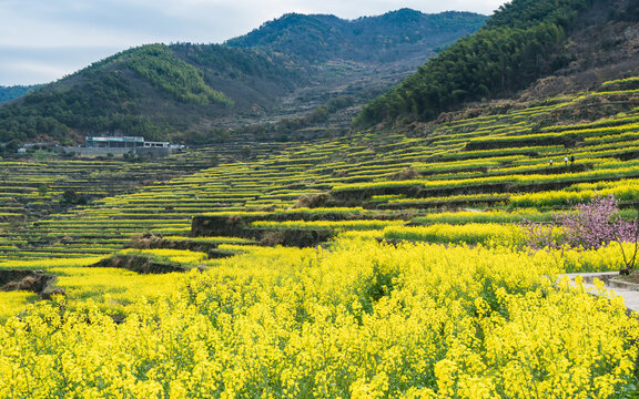 覆卮山油菜花梯田