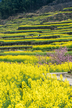 覆卮山油菜花梯田