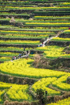 覆卮山梯田油菜花