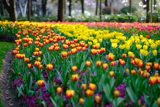 上海徐家汇公园郁金香花海