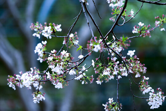 樱花