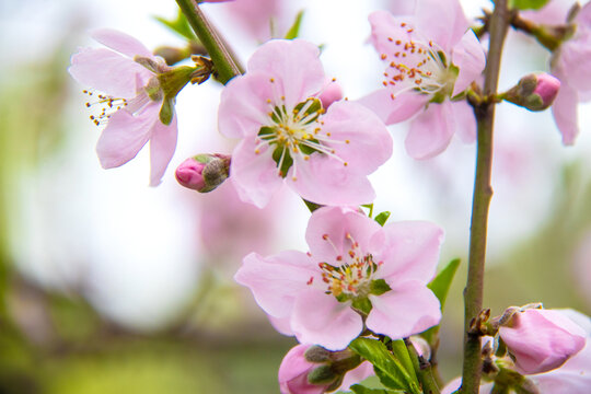 桃花