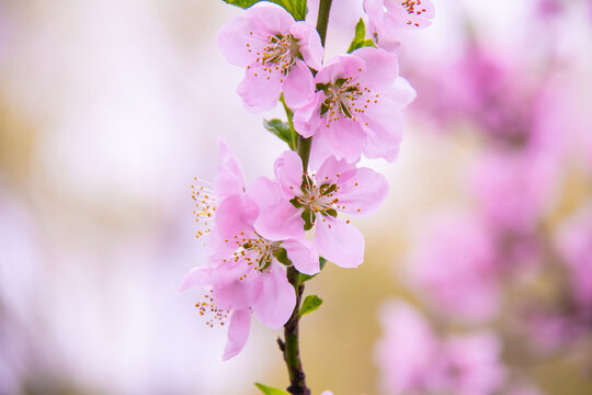 桃花