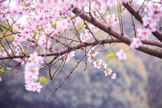 桃花