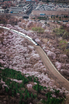 居庸关花海