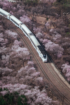 居庸关花海