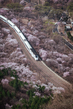 居庸关花海