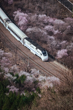 居庸关花海