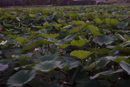 荷花池塘