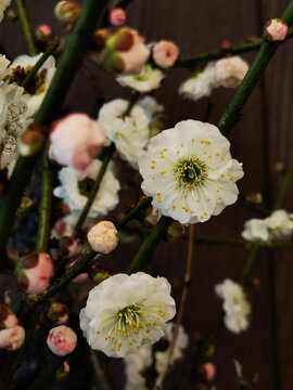 梅花种植养护