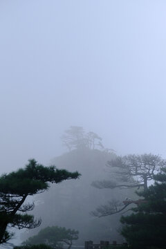 雾和松