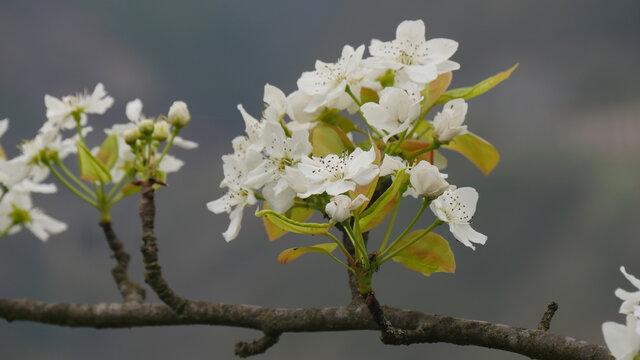 梨花开