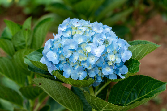 蓝色绣球花特写镜头