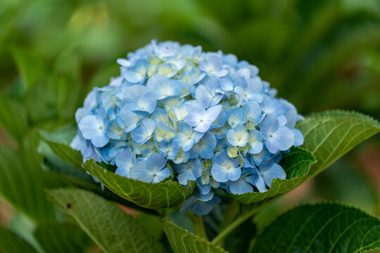 蓝色绣球花特写镜头