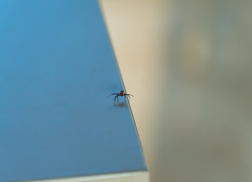桌上行走的小蜘蛛