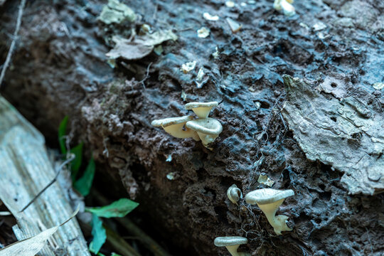 树干上蘑菇的特写镜头