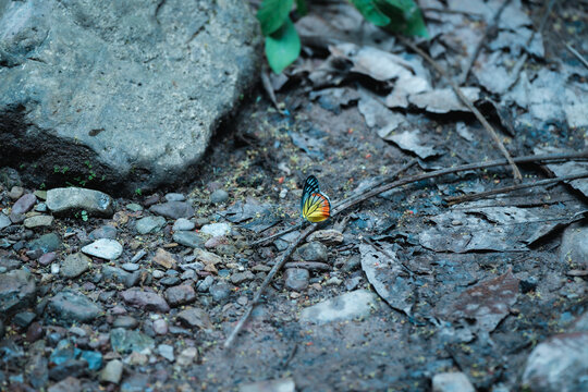森林里的彩色蝴蝶