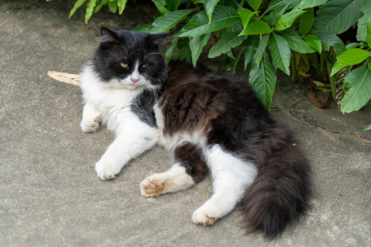 村寨里悠闲的猫咪