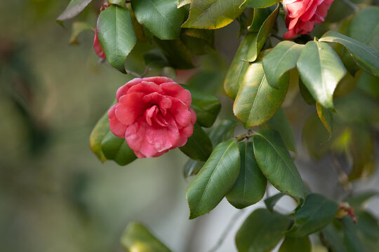 山茶花