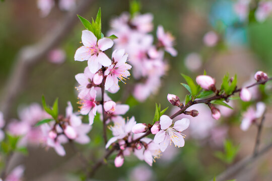 桃花