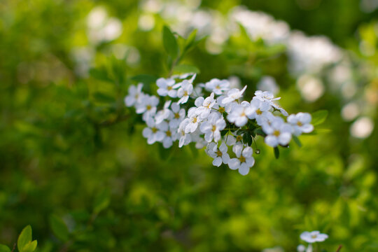 珍珠绣线菊