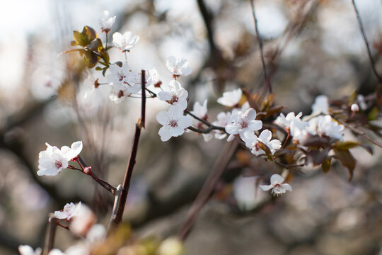 樱花