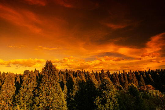 夕阳下的水杉林