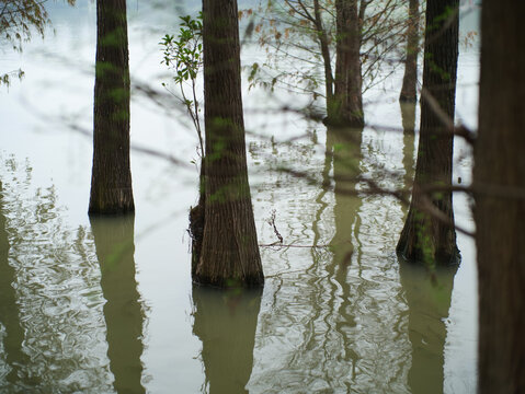 水杉树