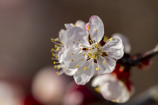 盛开的杏花