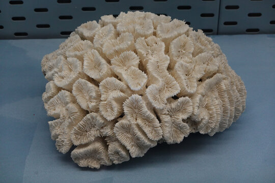伞房叶状珊瑚