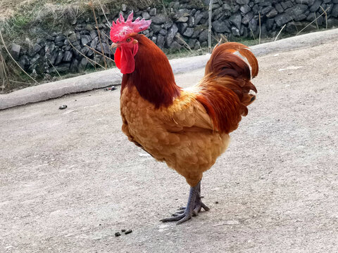 农家土鸡