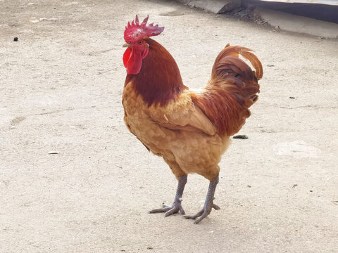 生态土鸡