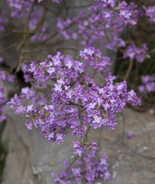 春天的丁香花