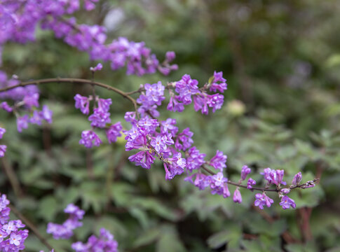 野生芫花