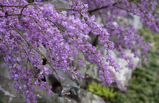 野生芫花