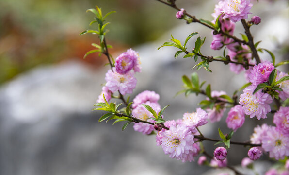 粉色麦李