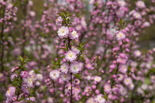 粉花重瓣麦李