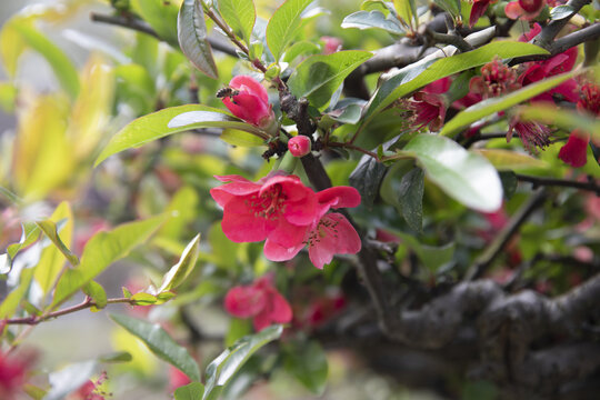 春季观赏花木