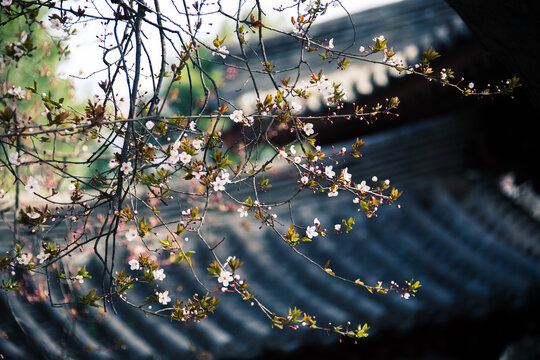 西安青龙寺