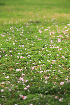 落满花瓣的绿地草坪
