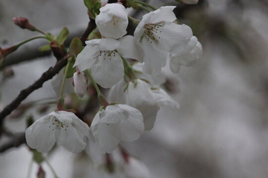 樱花