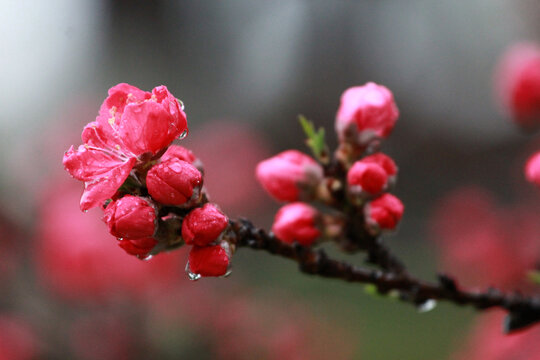 碧桃花