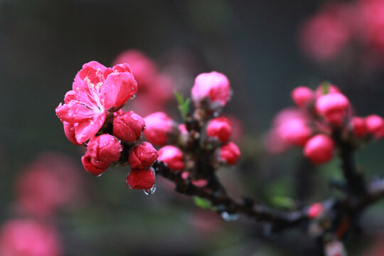 碧桃花