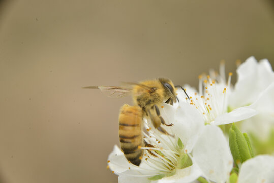 蜜蜂在梨花上采蜜
