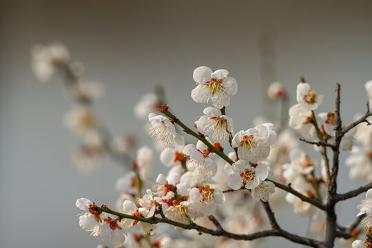 白梅花梅花春天花开梅花特写